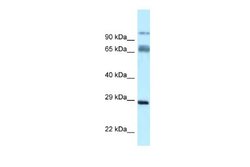 PRRT1 Rabbit anti-Rat, Polyclonal, Novus Biologicals 0.1 mL | Buy Online | Novus Biologicals | Fisher Scientific